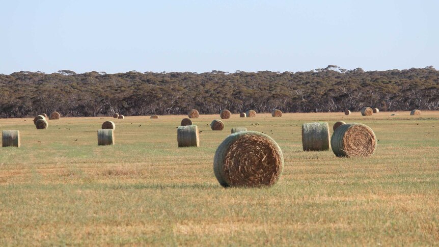 Bales of oaten hay near Gerard community.