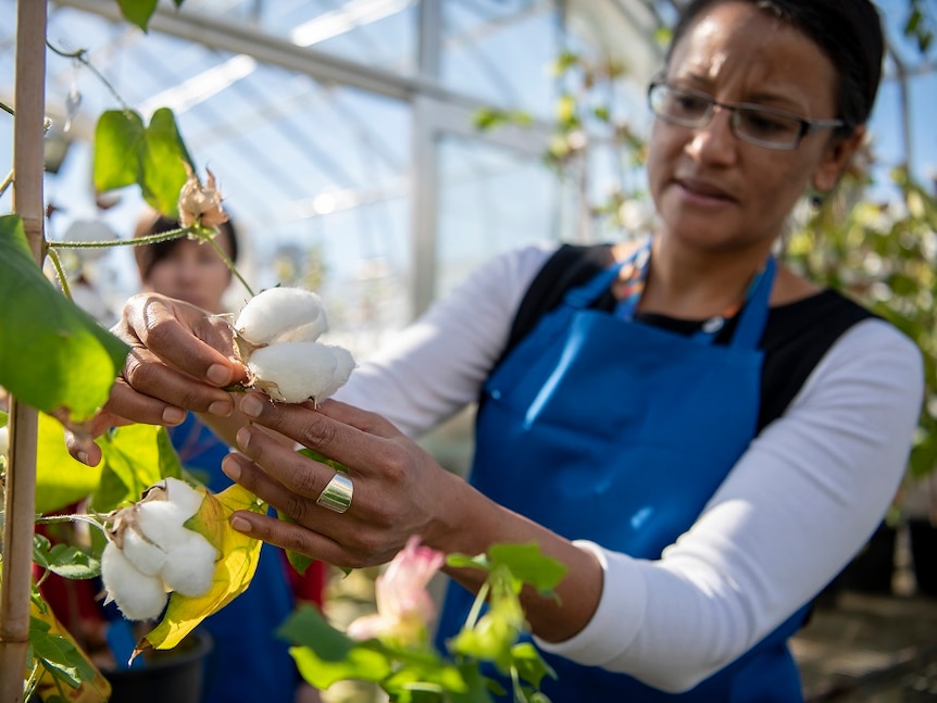 The next generation of cotton