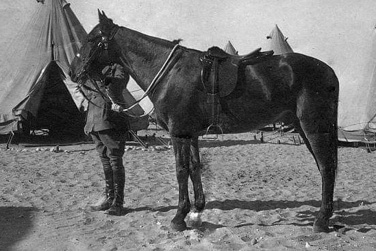 A black and white image of a bridled horse standing on sand, held by a man.