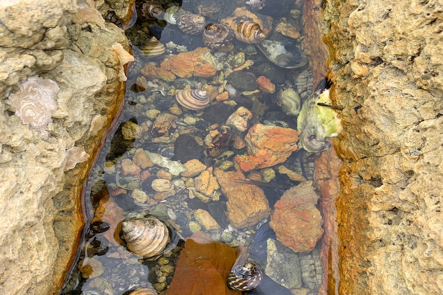 a picture of a rock pool showing shells and rocks