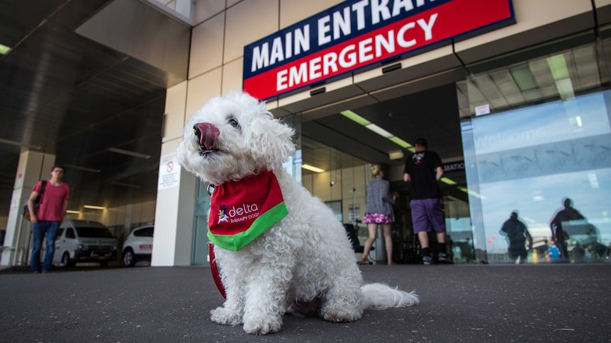 Zach the dog sits outside John Hunter Hospital.