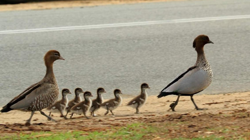 Duckling breeding season