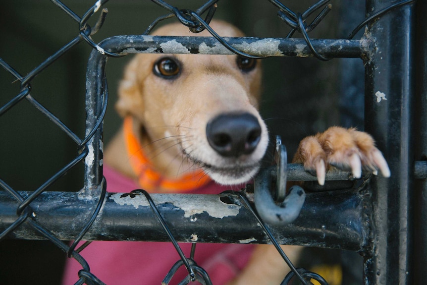 GAP greyhound waiting for adoption
