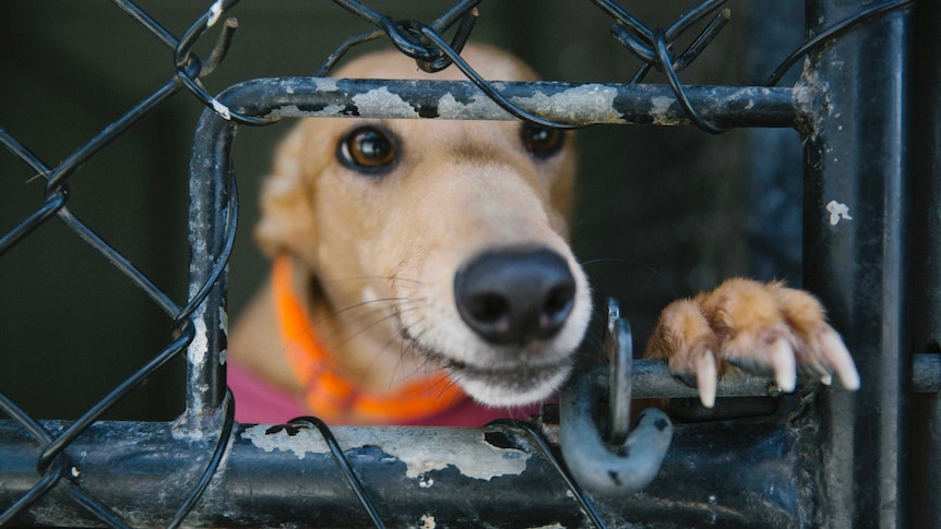 A greyhound looking through a gate