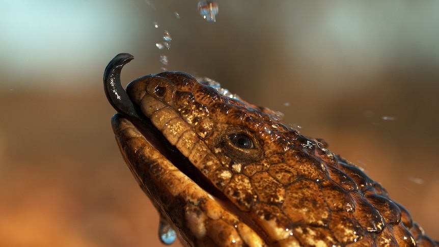 Close-up photograph of a lizard drinking raindrops falling from above