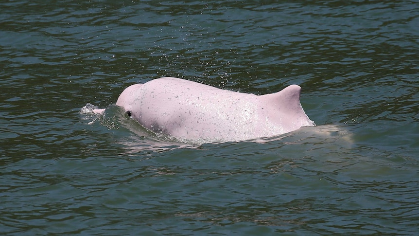 A Chinese white dolphin swimming in the water.
