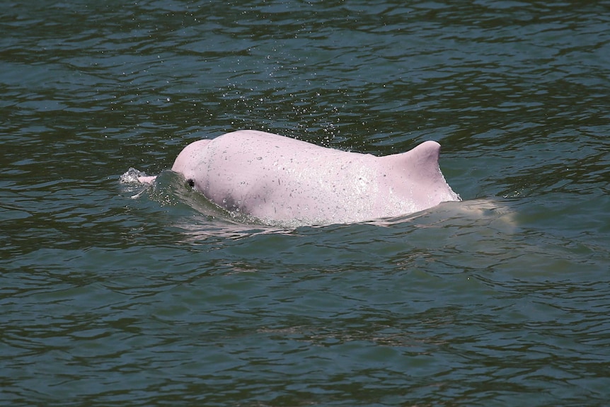 A Chinese white dolphin swimming in the water.