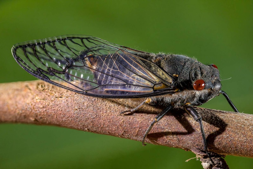 Close up of a red-eyed cicada resting on a branch.