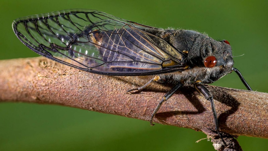 Close up of a red-eyed cicada resting on a branch.
