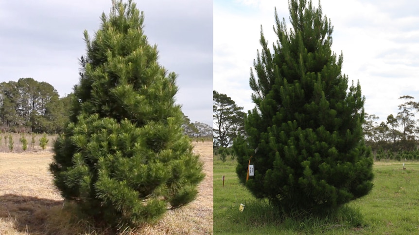 One tree two photos taken in August and then November 2018