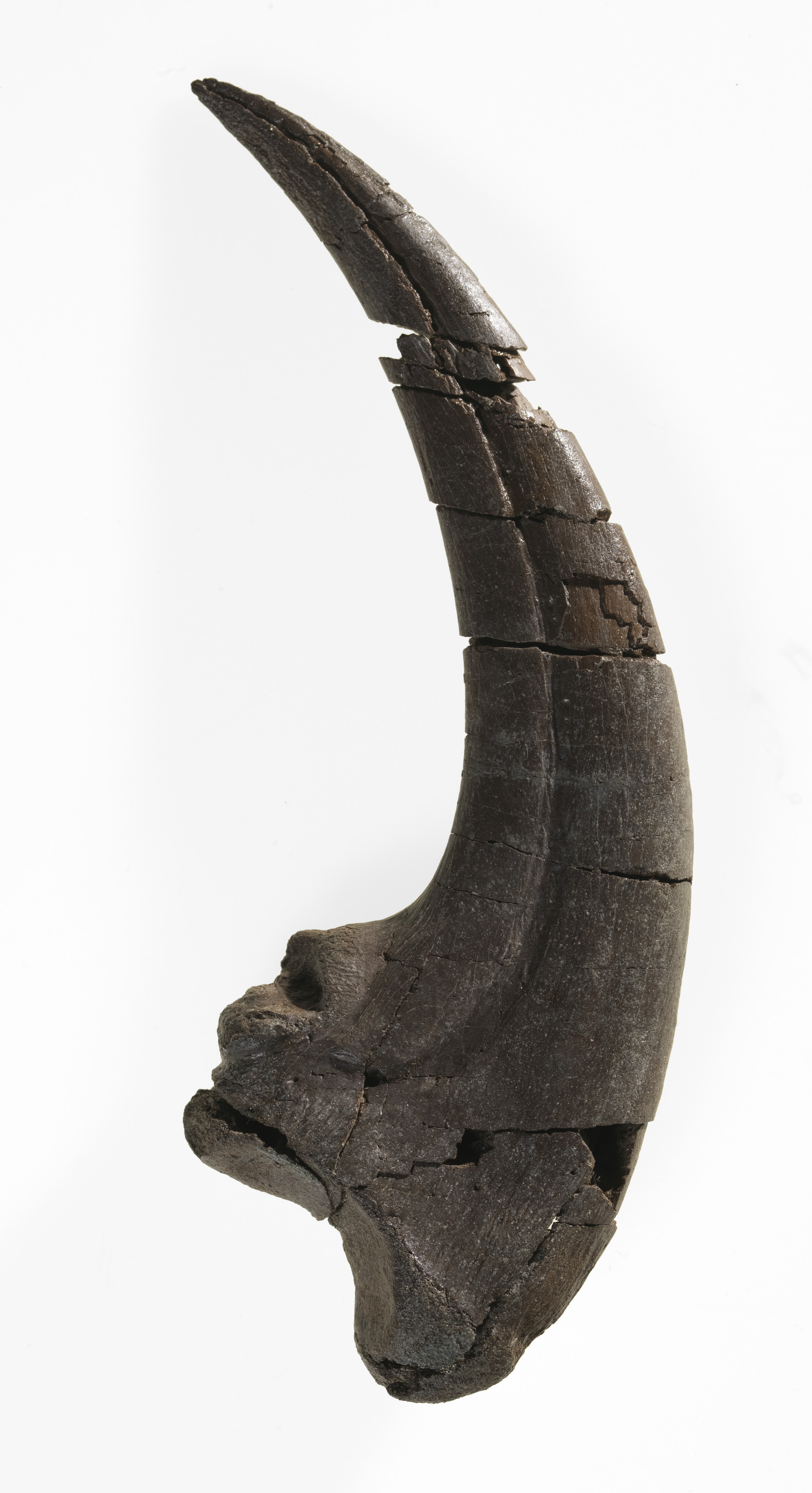 Australovenator dinosaur claw. Source - Museums Victoria. Photographer - Benjamin Healley