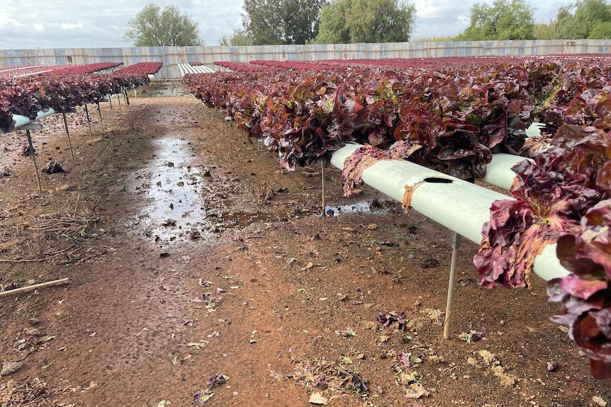 Damage to a red lettuce crop
