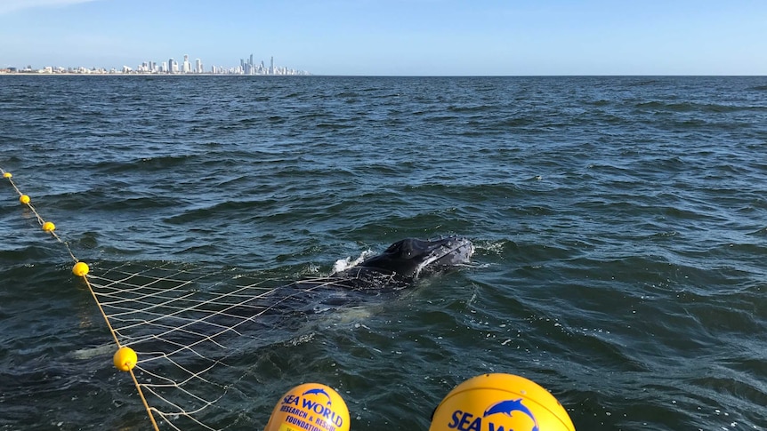 A humpback calf trapped in a shark net off the coast of Burleigh Heads on November 3, 2018.