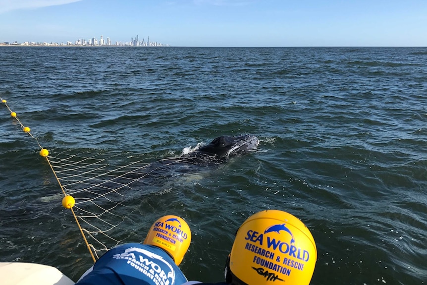 A humpback calf trapped in a shark net off the coast of Burleigh Heads on November 3, 2018.