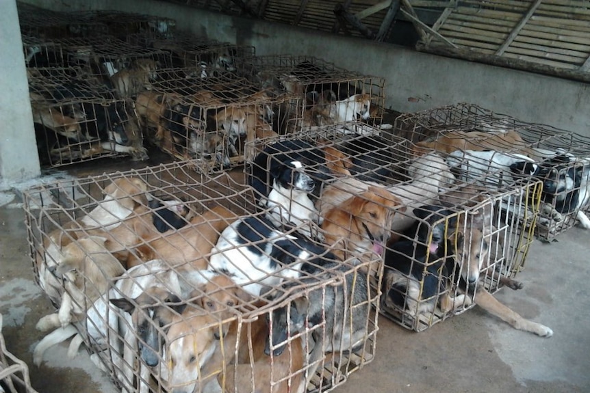 Hundreds of dogs have been discovered in cramped cages