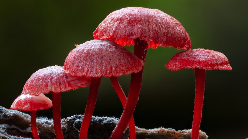 Red mushrooms with umbrella-like tops