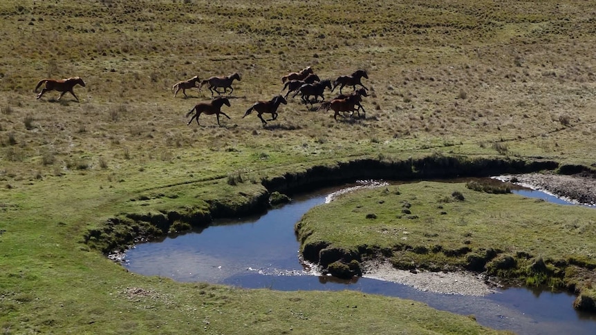 Wild horses at Kosciuszko National Park