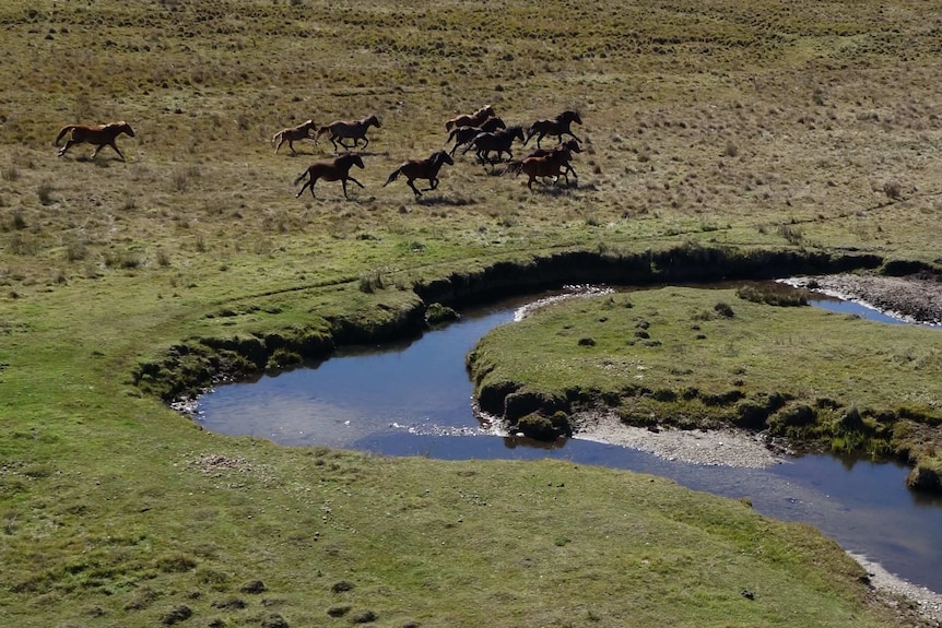 An aerial view of brumbies galloping along a grassy flat, with a creek on the right.