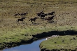 Wild horses