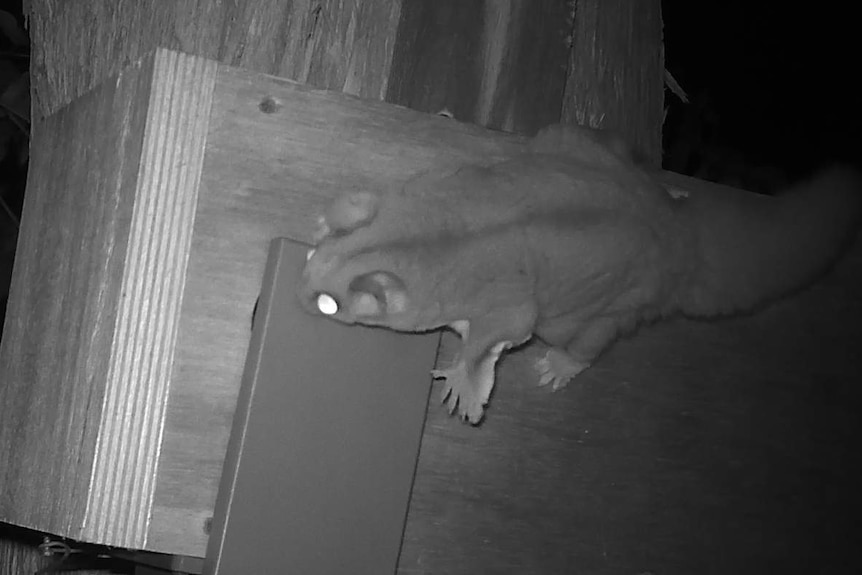 Sugar glider trying to get into swift parrot nest box.