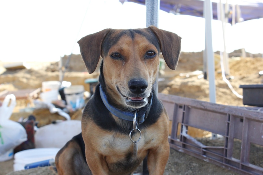 Un perro pequeño mira a la cámara, cavando equipo detrás de él