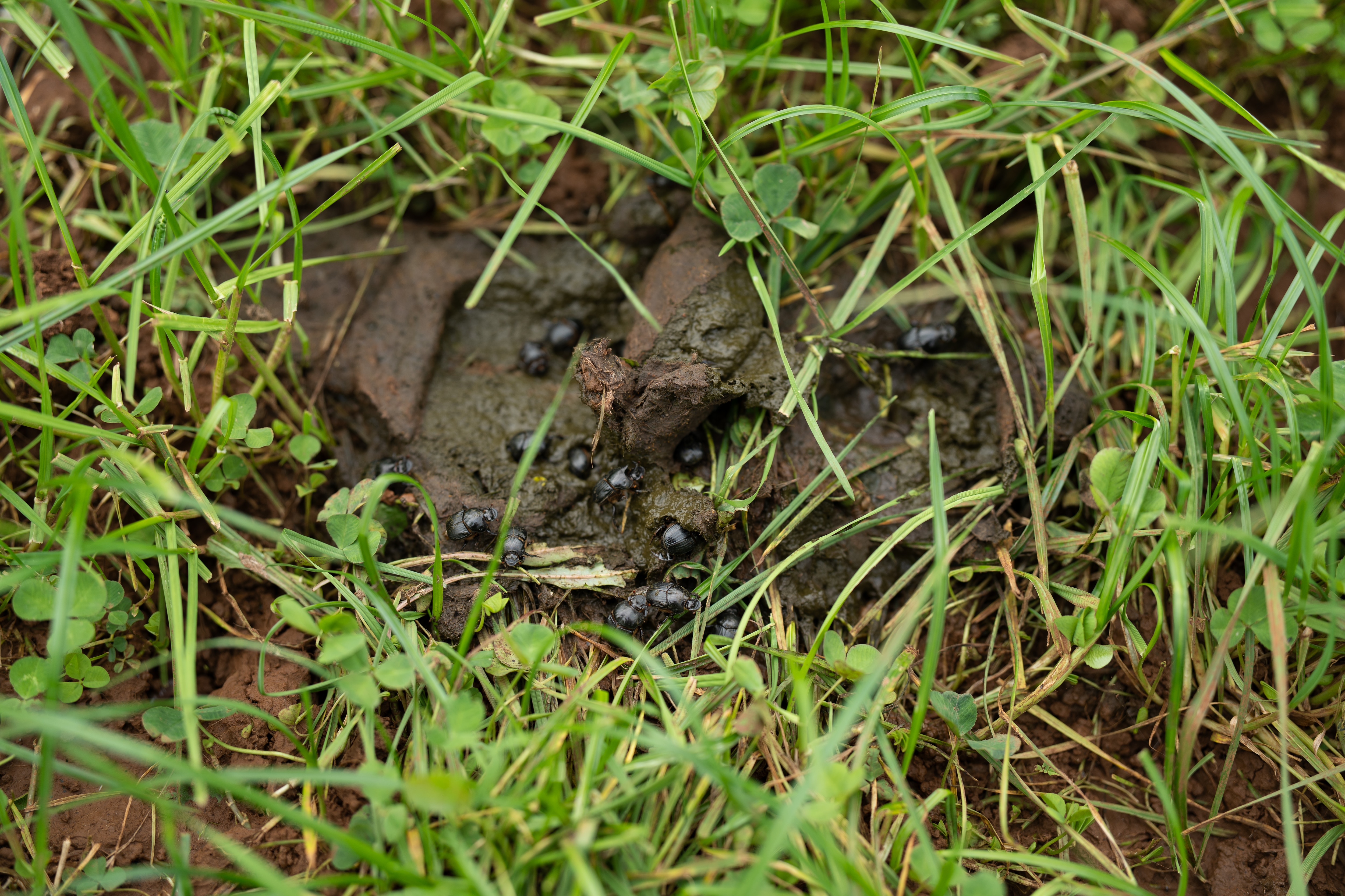 Dung beetles settle on cow dung in paddock