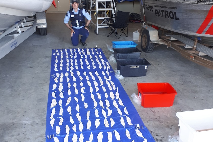 A cop kneels in front of 184 fish swimming bladders