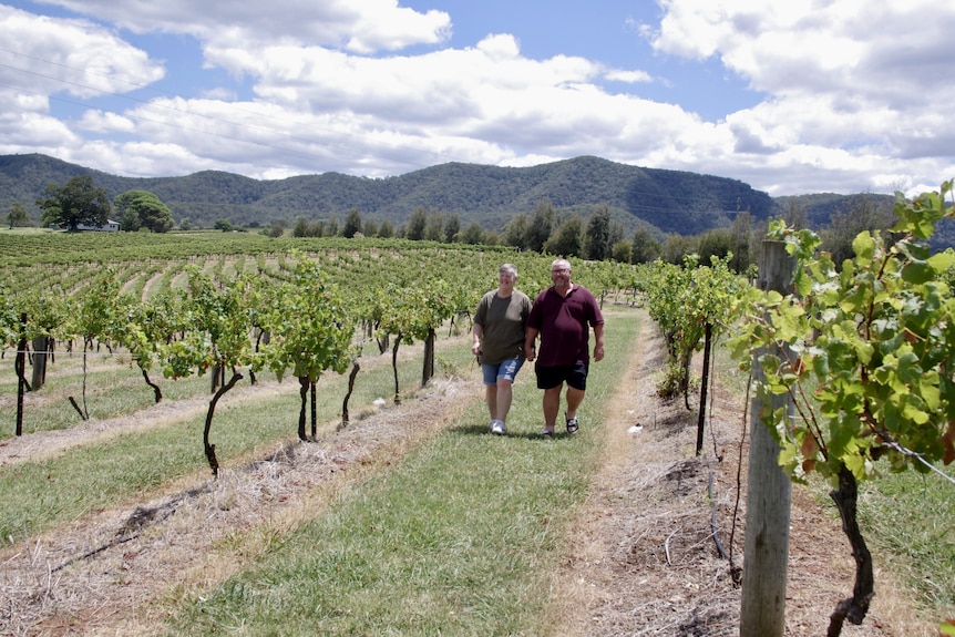 A man and a woman hold hands while walking between vines at a vineyard. 