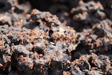 A close-up of a red fire ant nest.