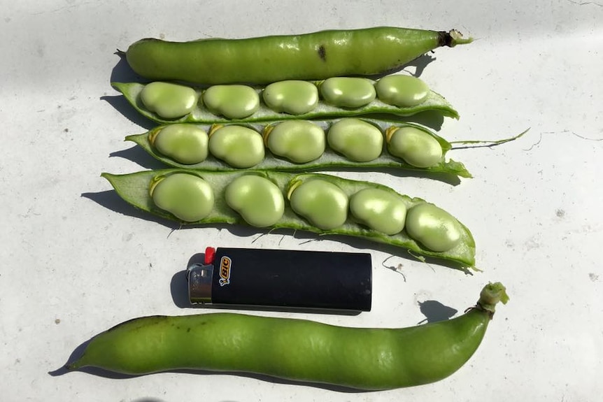 Fresh green broad beans open with beans visible, next to a lighter which is half their length