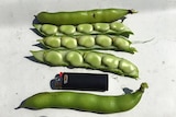 Fresh green broadbeans open with beans visible, next to a lighter which is half their length