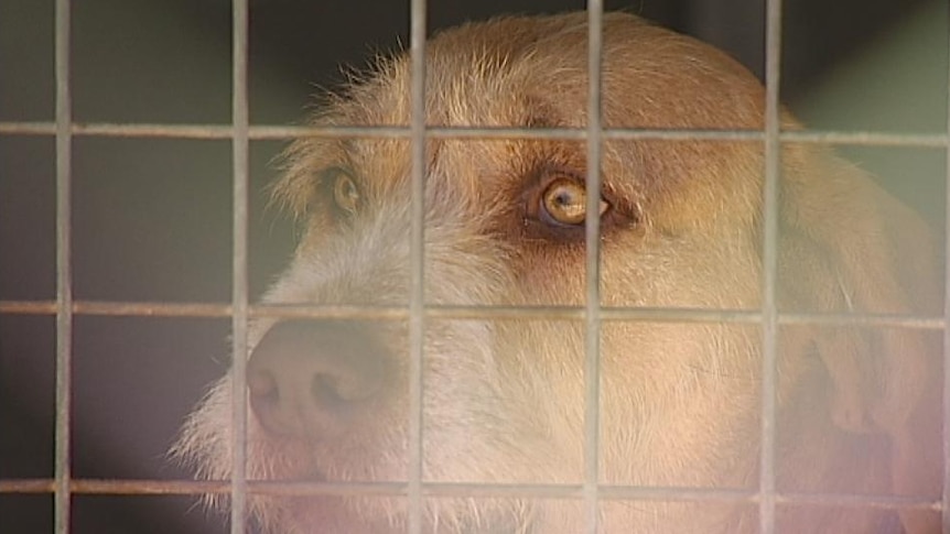 A dog with sad eyes looks through the cage of the kennel at the RSPCA in Canberra.