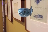 A blowfish augmented reality model at SA Maritime Museum.