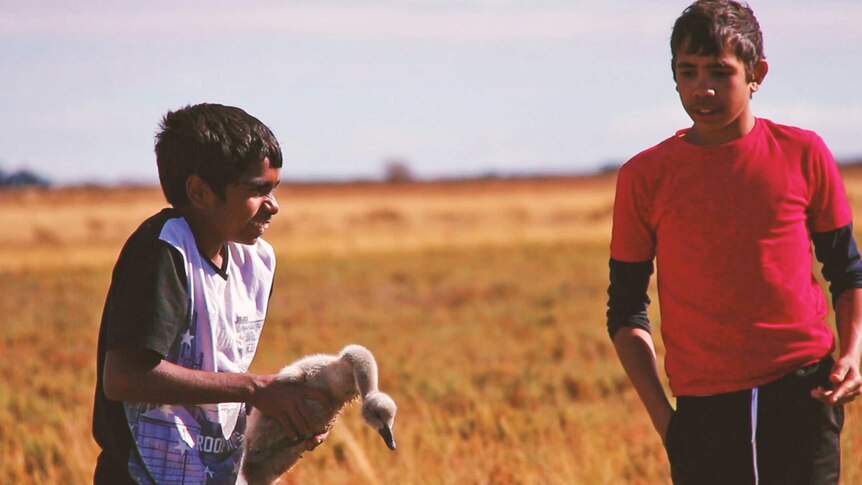 Two young Aboriginal boys laugh while holding a swan in a paddock