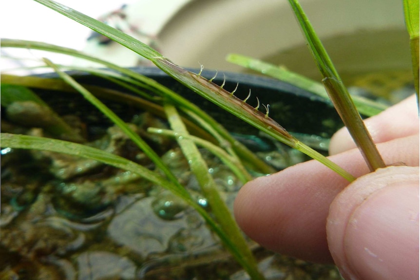 Close up of seagrass showing tiny thread like flowers.