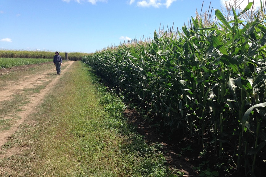 Ian Shepherdson walking beside his high amylase corn