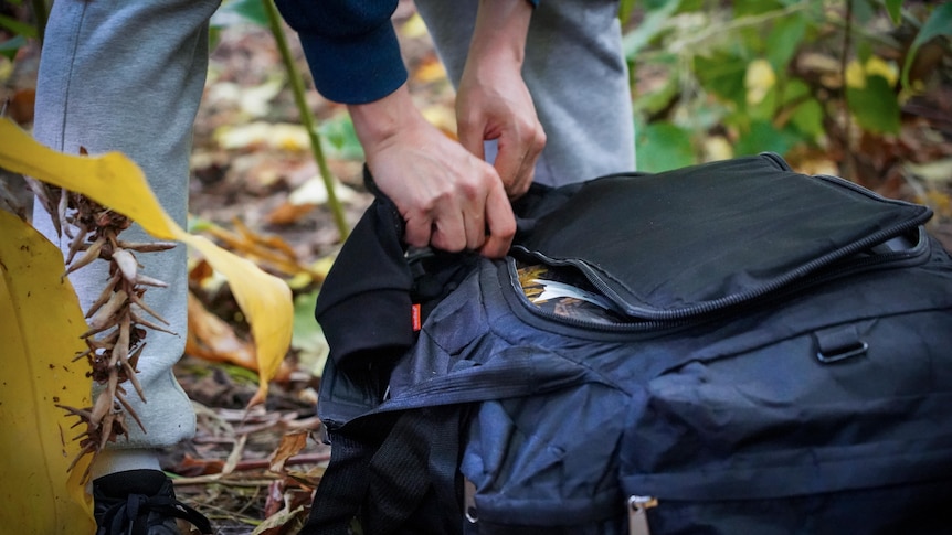 A close-up of a backpack being unzipped on a woodland floor.