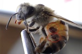 Small mites on a bees body