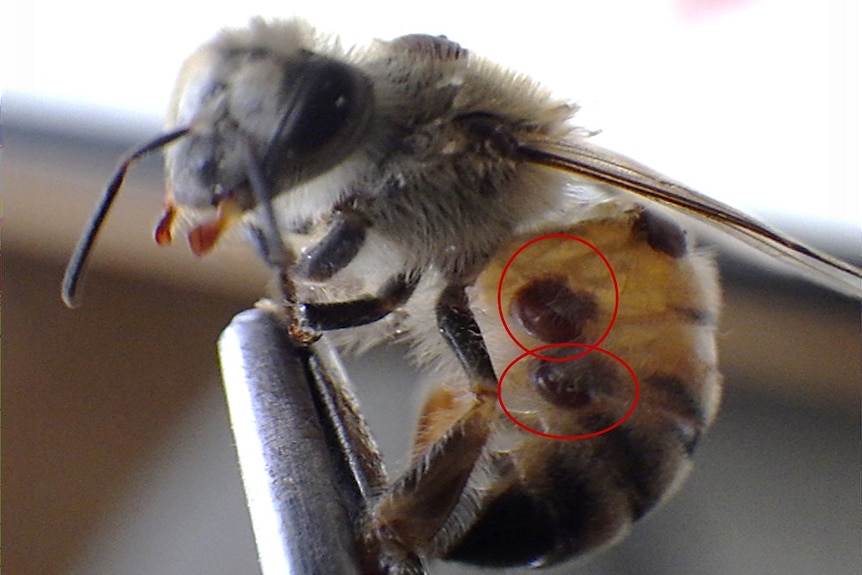 Small mites on a bees body