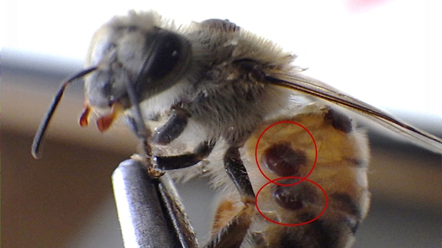 Small mites on a bees body