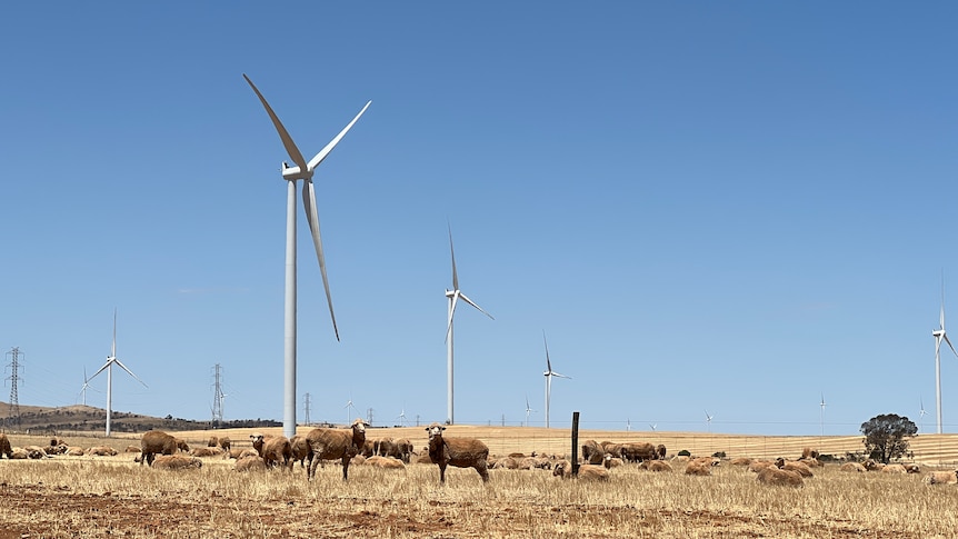 Wind turbines in the background, with golden paddock and sheep looking at the camera in the foreground