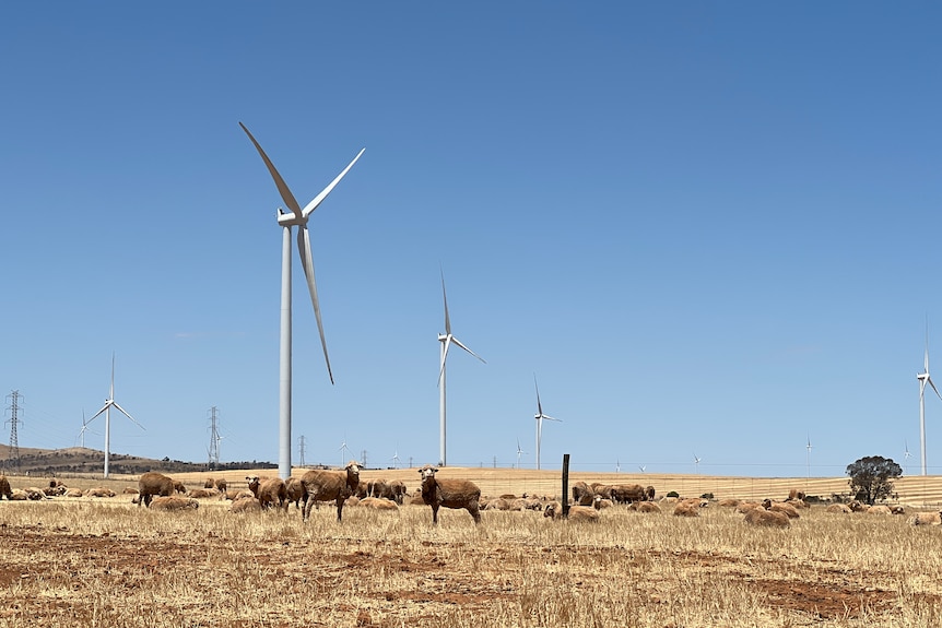 Wind turbines in the background, with golden paddock and sheep looking at the camera in the foreground