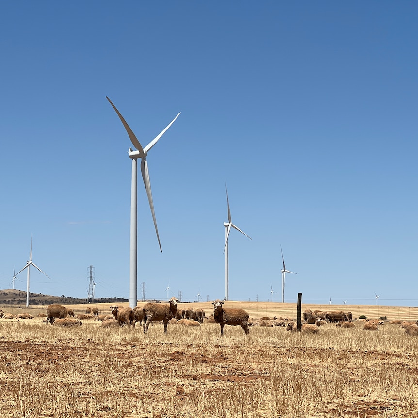 Wind turbines in the background, with golden paddock and sheep looking at the camera in the foreground