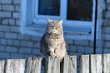A grumpy-faced grey cat sitting on a wooden fence