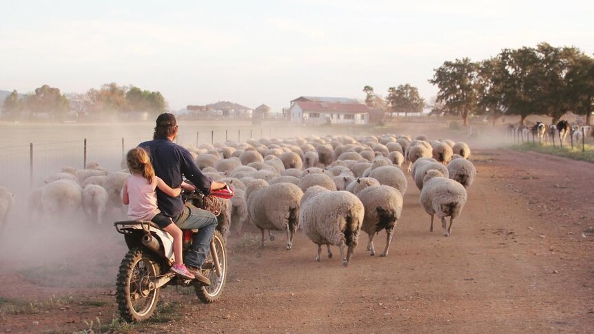 Small girl on back of motorbike with man, mustering sheep on dusty road