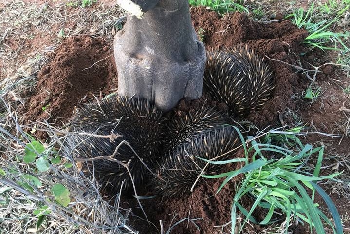 A group of echidnas clumping together