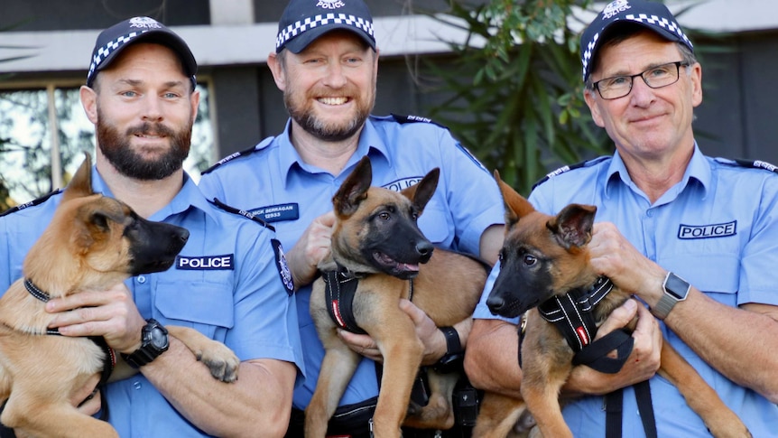 Three WA Police officers in uniform each holding three new canine squad puppies.
