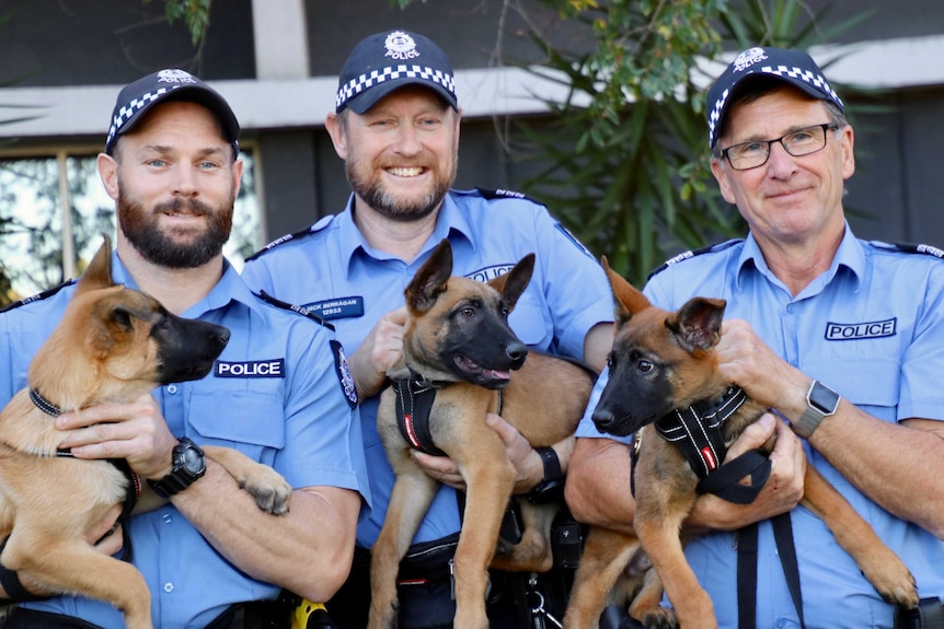 Three WA Police officers in uniform each holding three new canine squad puppies.