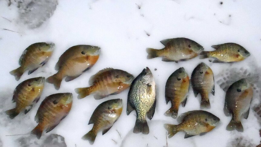 Icy fishes caught at South Dakota's Waubay National Wildlife Refuge