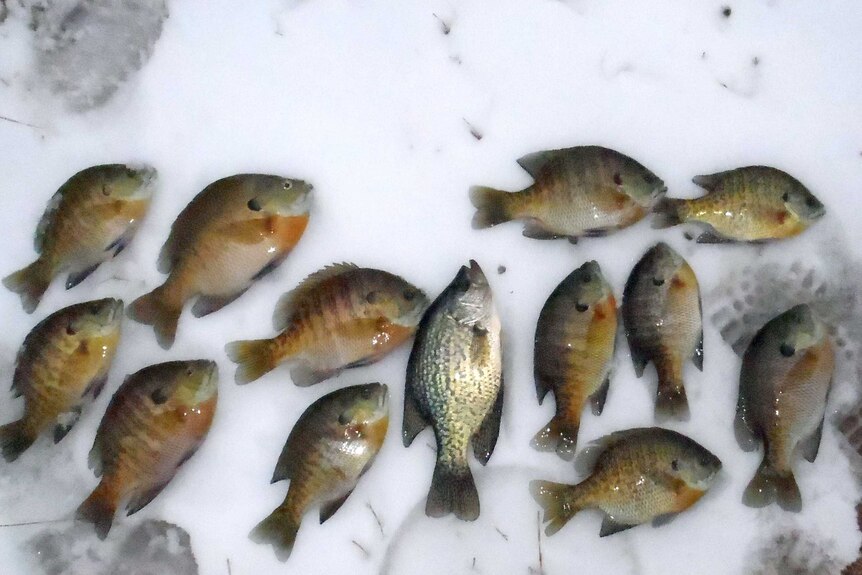 Icy fishes caught at South Dakota's Waubay National Wildlife Refuge